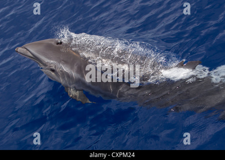 Lagenodelphis hosei, Fraser`s Dolphin, Sarawak Dolphin, Borneo-Delfin, wild, surfacing, Maldives Stock Photo